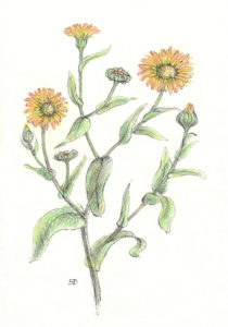 mesicek